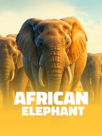 African Elephant
